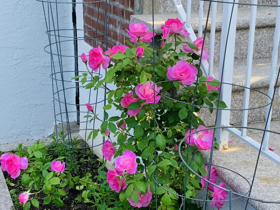 IMG_4065.jpg?type=w966