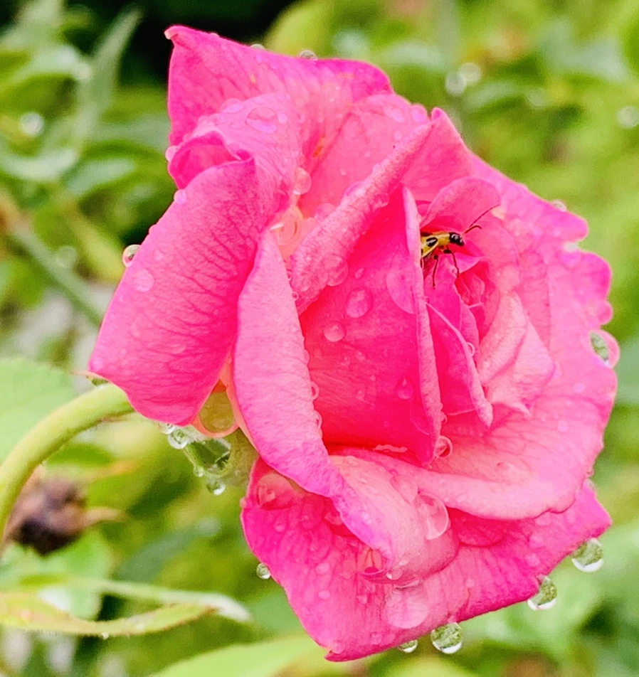 IMG_9566.jpg?type=w966