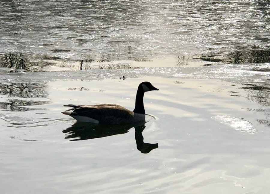 IMG_5801.jpg?type=w966