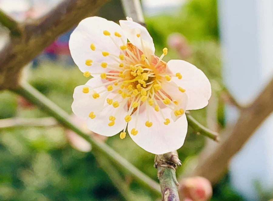 IMG_0262.jpg?type=w966