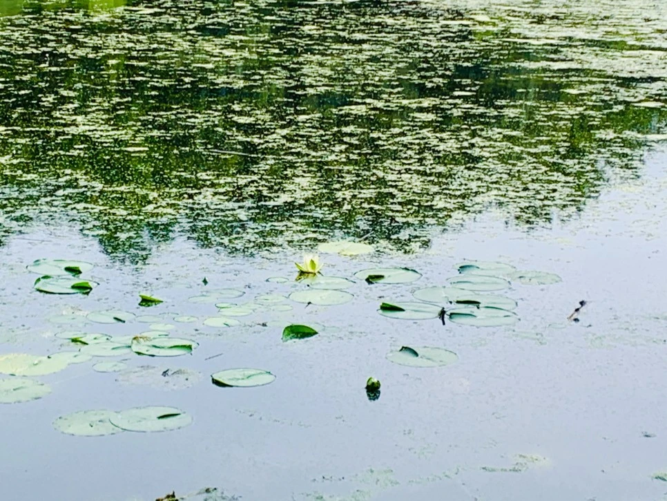 IMG_1205.jpg?type=w966