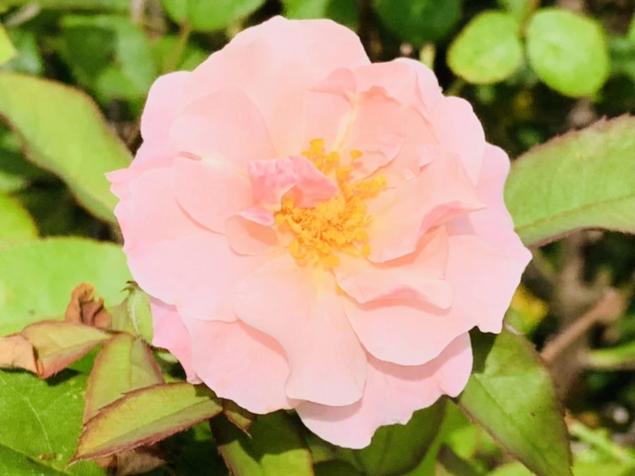 IMG_0544.jpg?type=w966