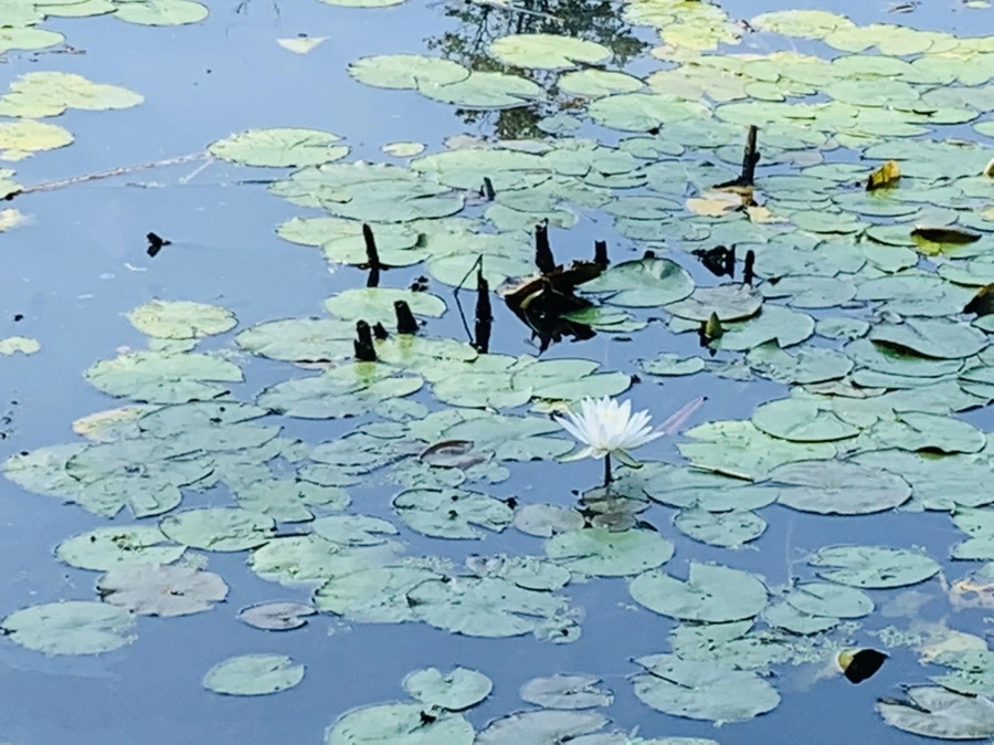 IMG_1255.jpg?type=w966