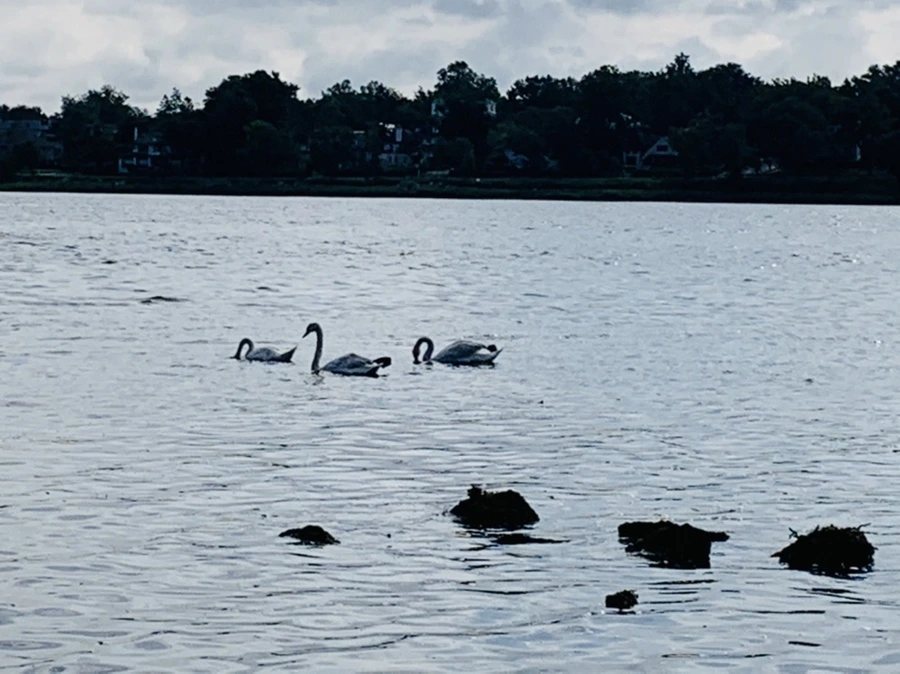 IMG_3239.jpg?type=w966