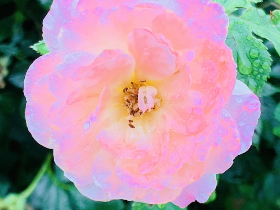 IMG_4911.jpg?type=w966