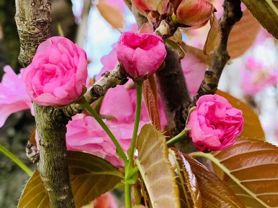 IMG_4372.jpg?type=w966