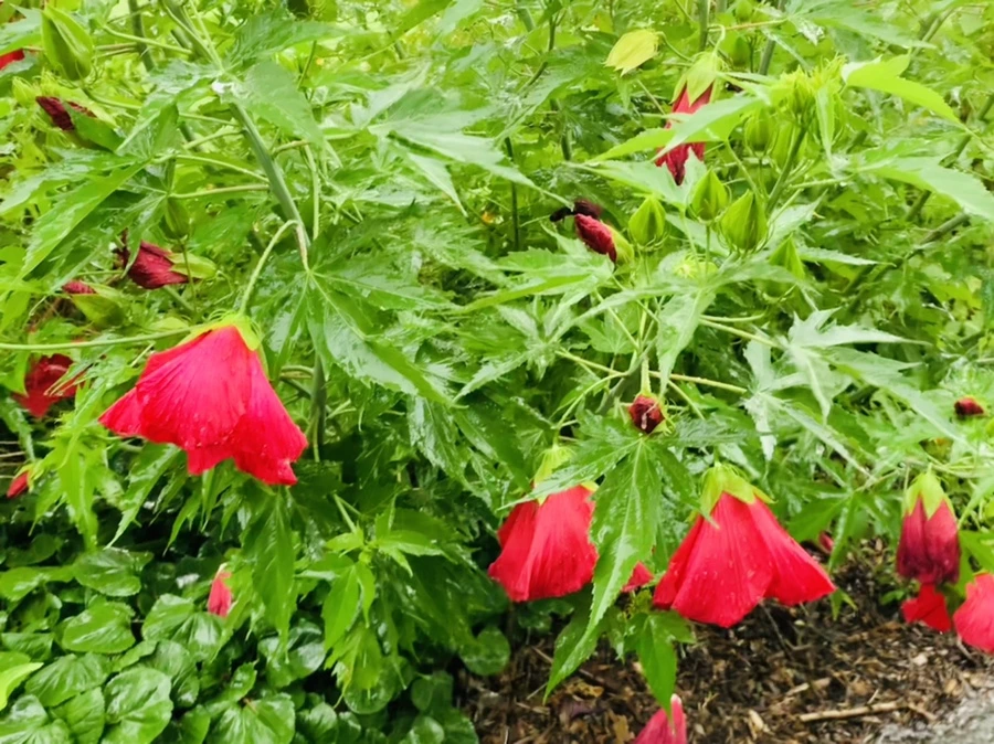 IMG_8811.jpg?type=w966