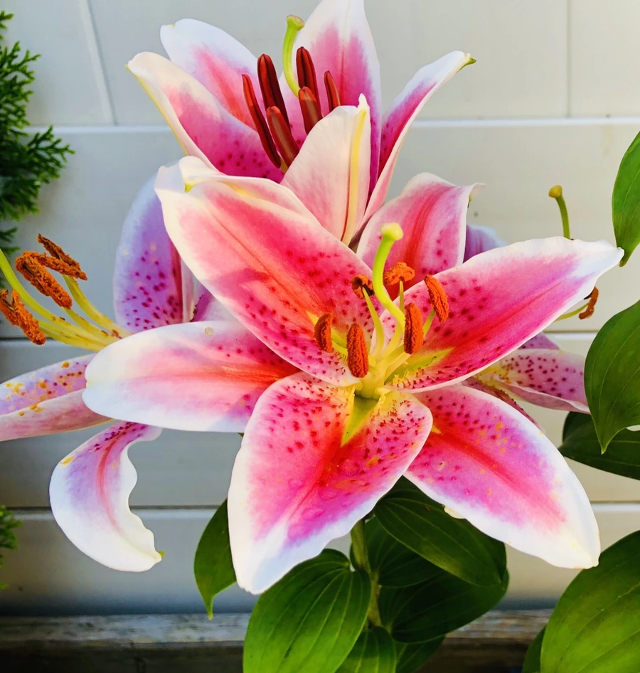 IMG_2522.jpg?type=w966