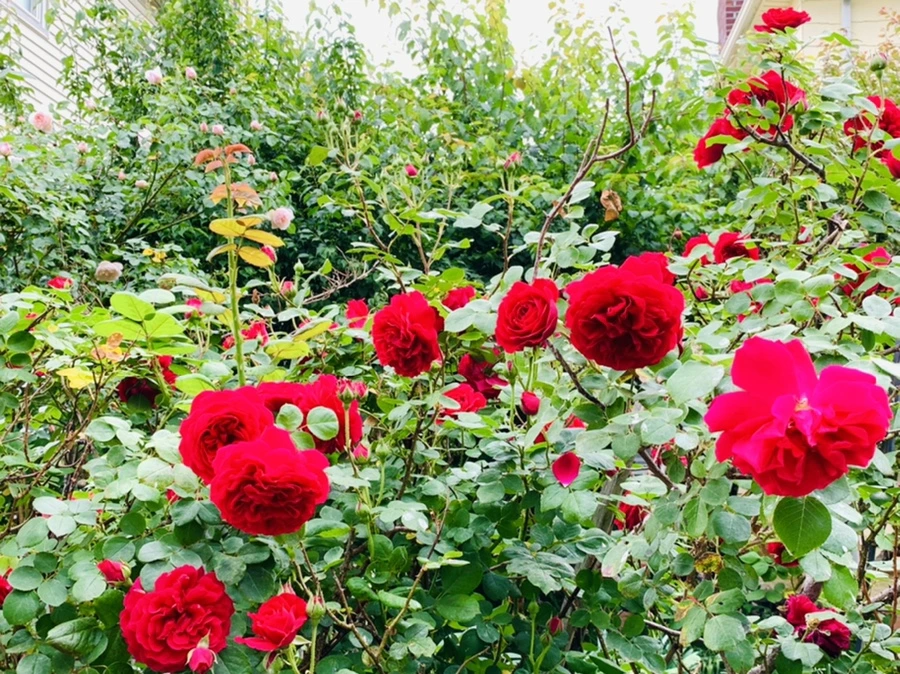 IMG_5990.jpg?type=w966