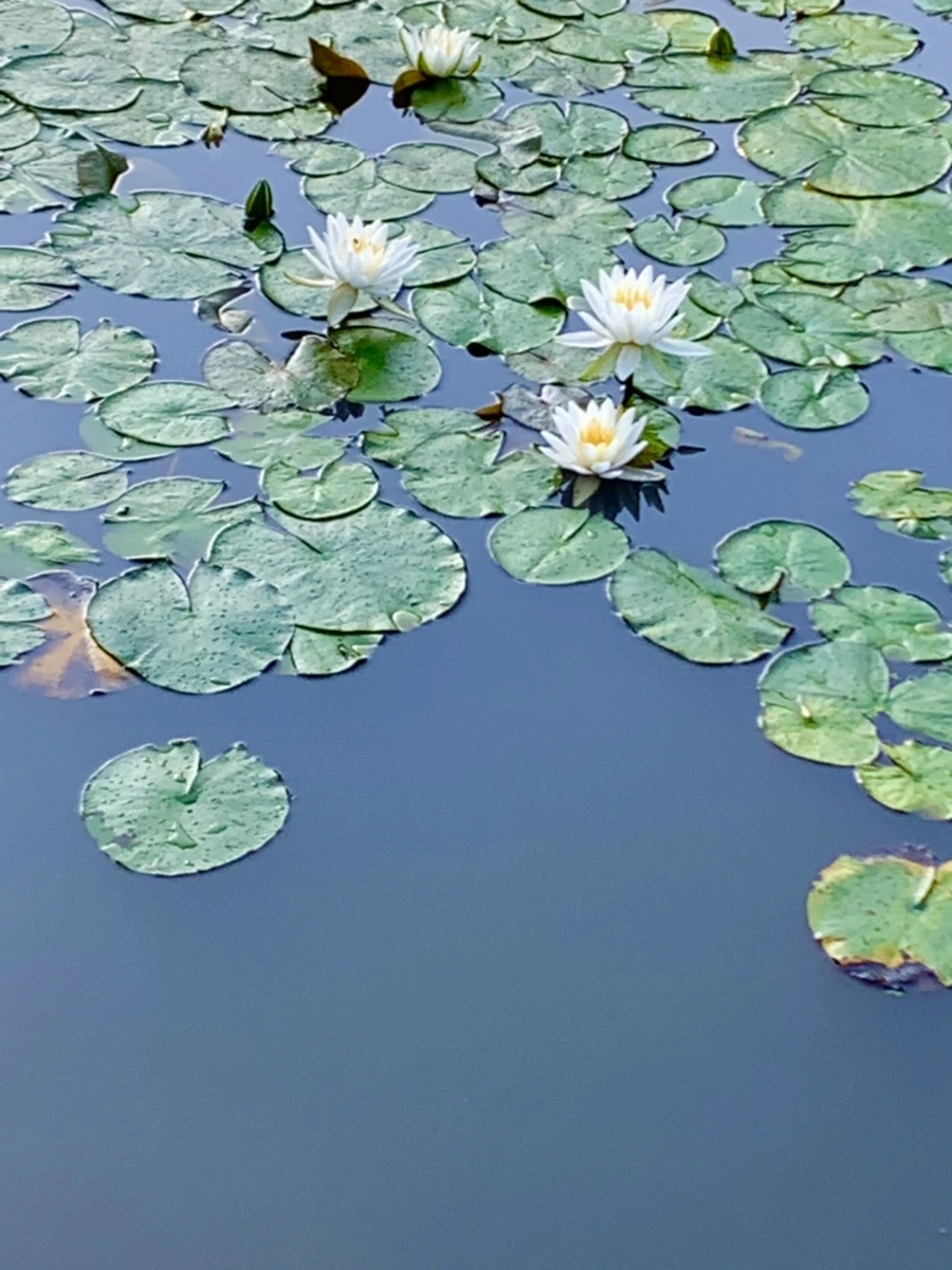 IMG_0788.jpg?type=w966