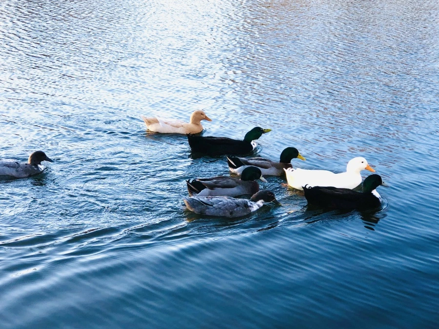 IMG_5950.jpg?type=w966