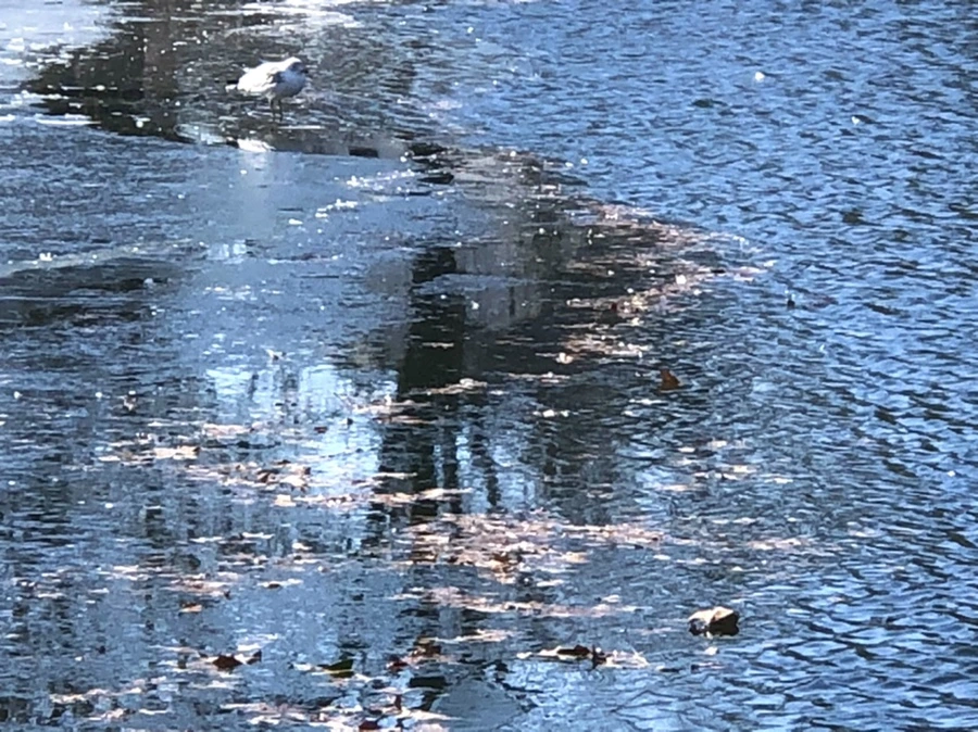 IMG_6621.jpg?type=w966