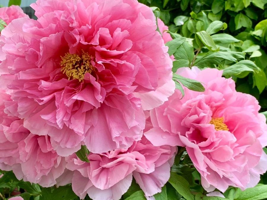 IMG_9619.jpg?type=w966