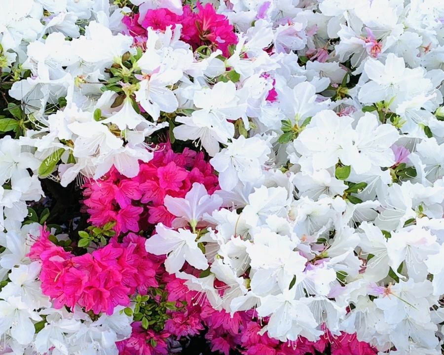 IMG_0438.jpg?type=w966