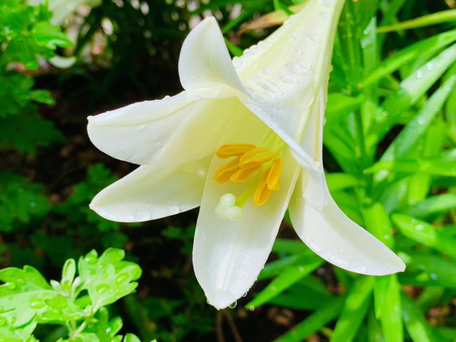 IMG_9608.jpg?type=w966