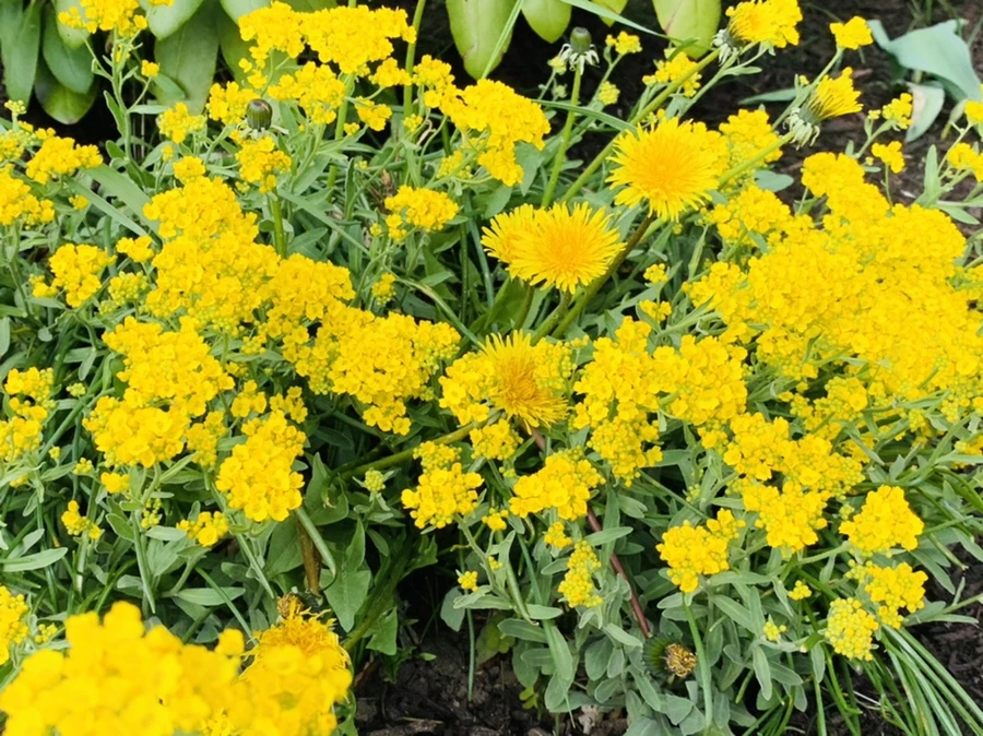 IMG_4533.jpg?type=w966