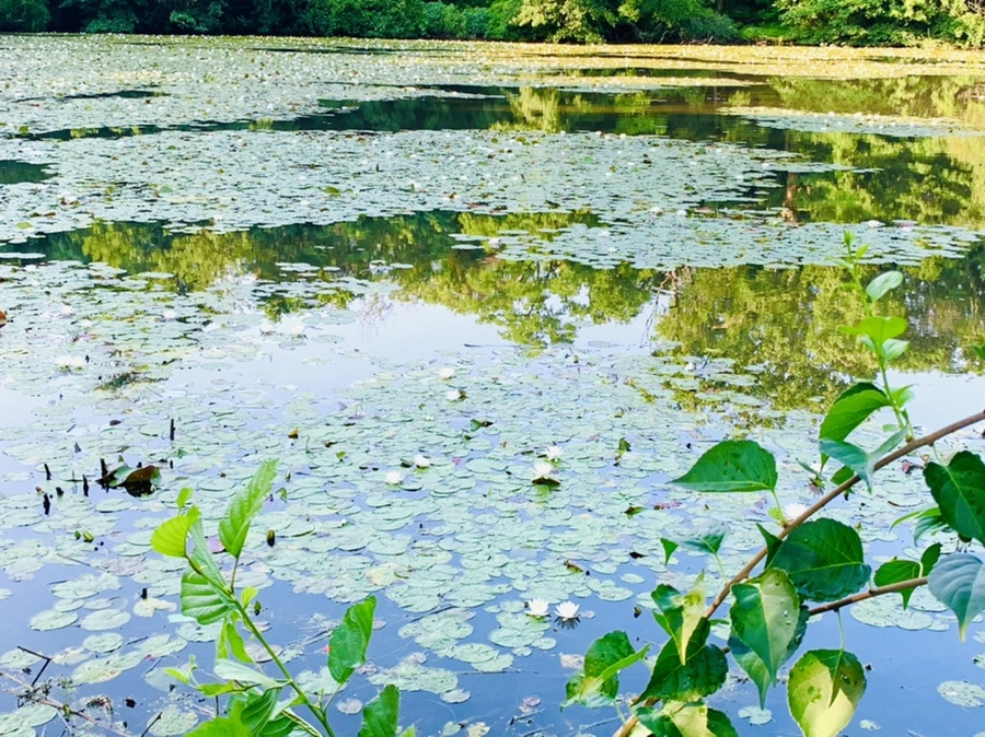 IMG_1939.jpg?type=w966