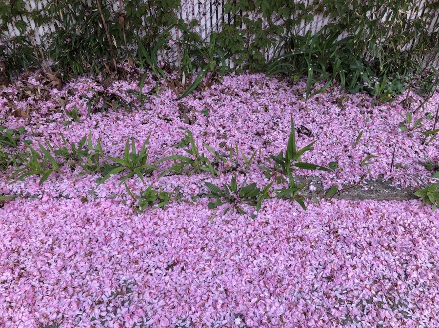 IMG_4098.jpg?type=w966