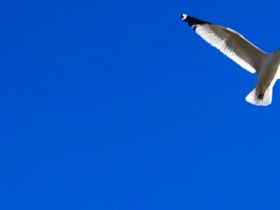 IMG_5561.jpg?type=w966