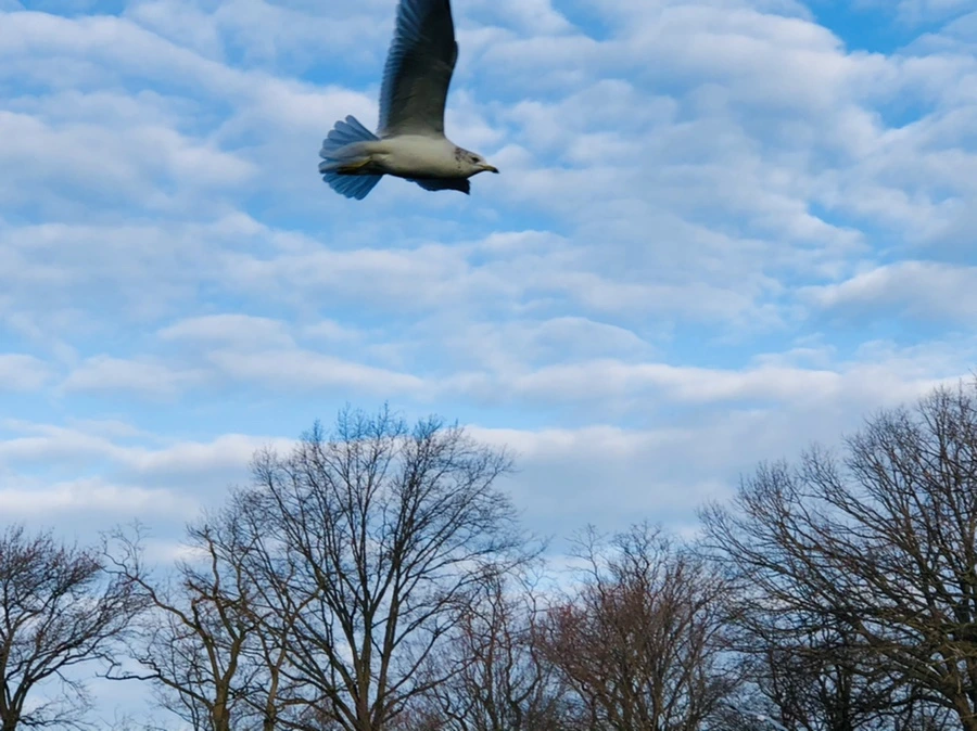 IMG_0171.jpg?type=w966