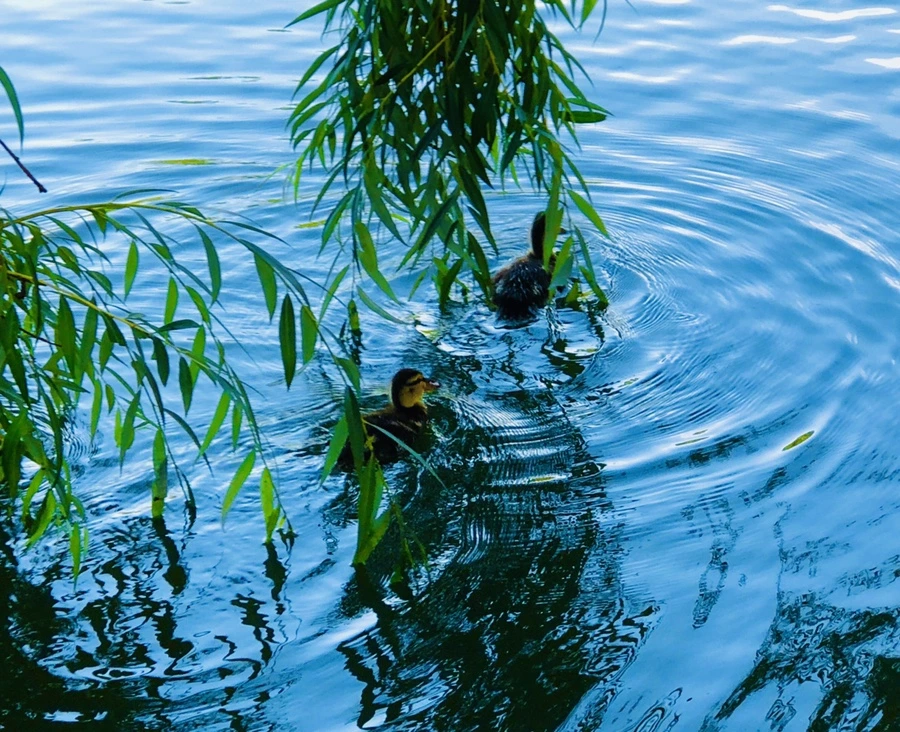 IMG_2512.jpg?type=w966