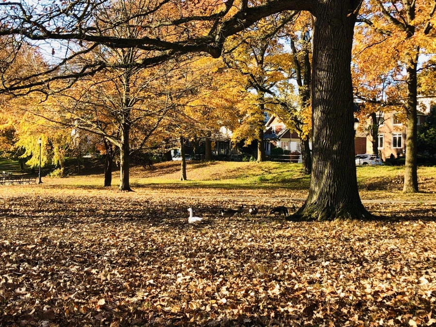 IMG_4119.jpg?type=w966