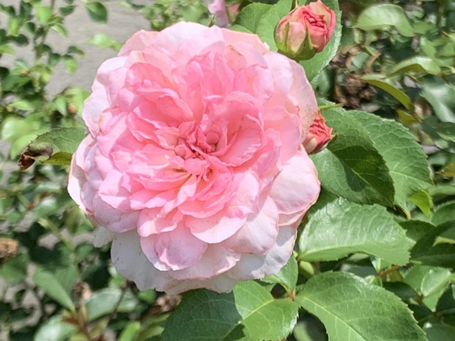 IMG_5457.jpg?type=w966