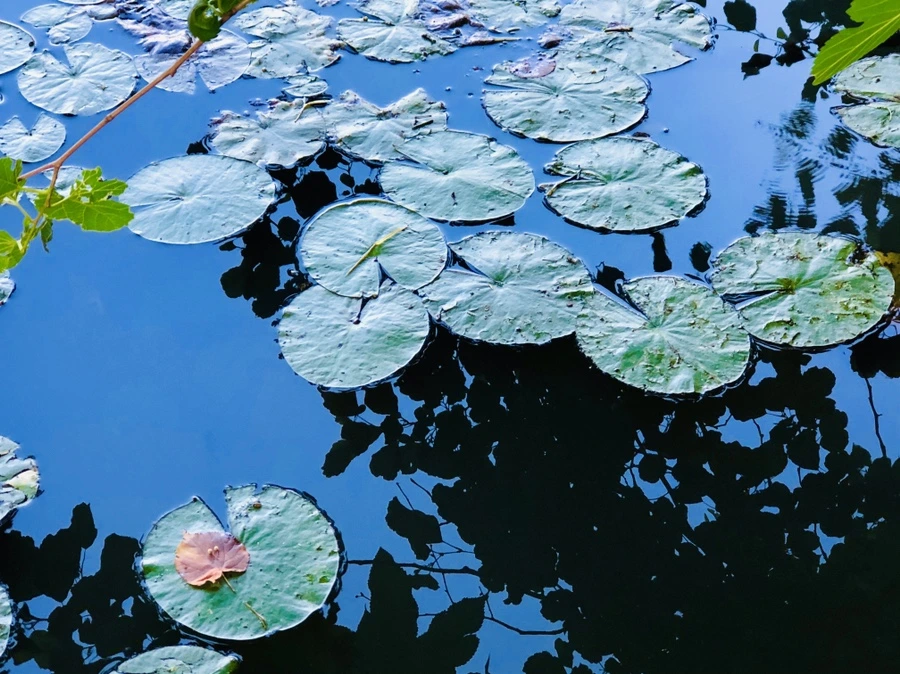 IMG_3797.jpg?type=w966