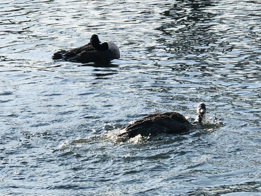 IMG_2831.jpg?type=w966