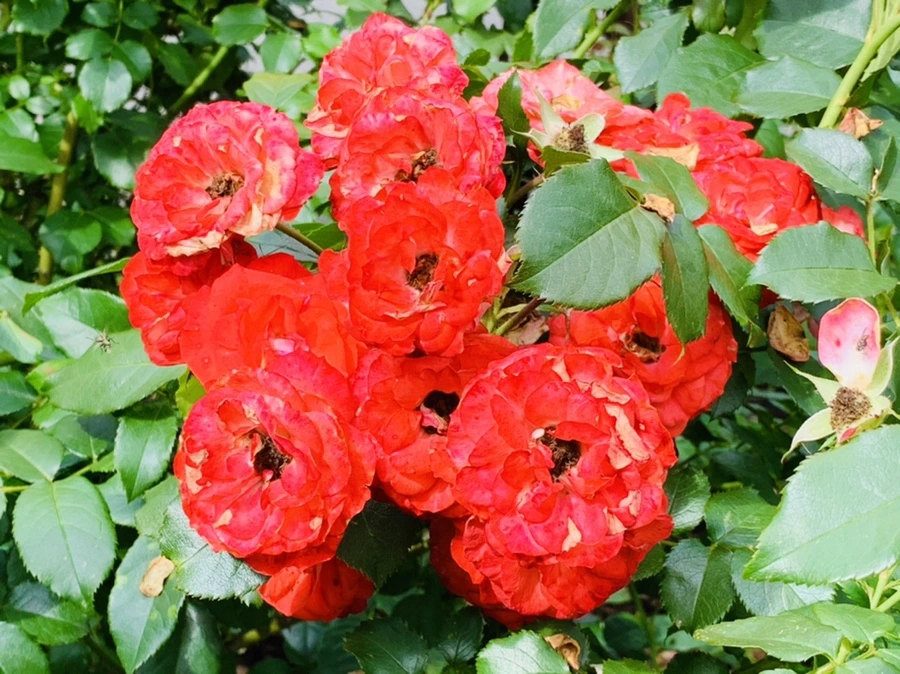 IMG_0463.jpg?type=w966