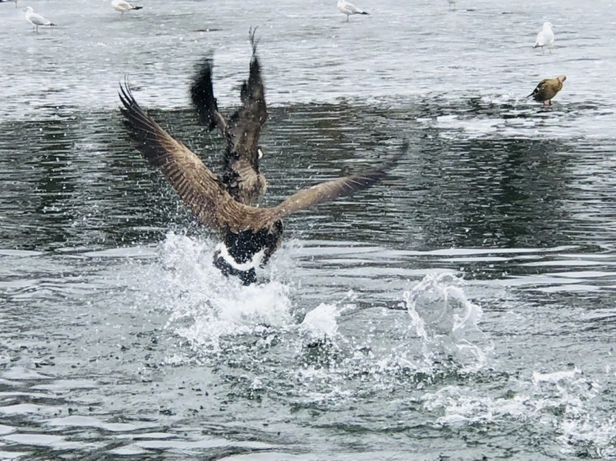 IMG_6045.jpg?type=w966