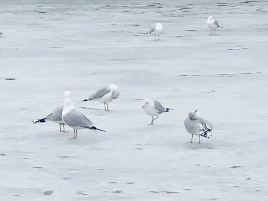 IMG_6390.jpg?type=w966