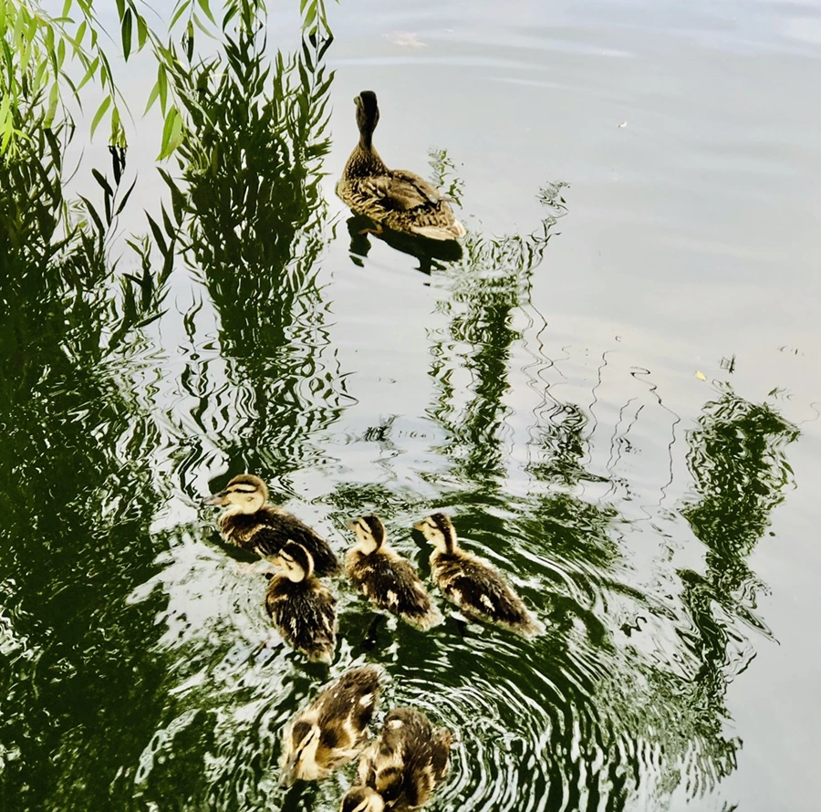 IMG_3145.jpg?type=w966