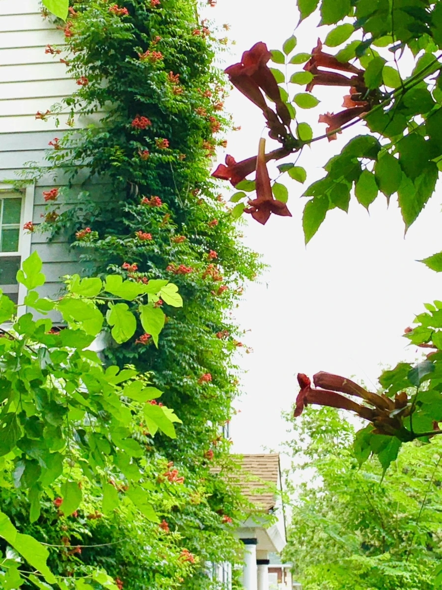 IMG_7146.jpg?type=w966