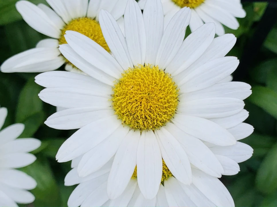 IMG_9346.jpg?type=w966