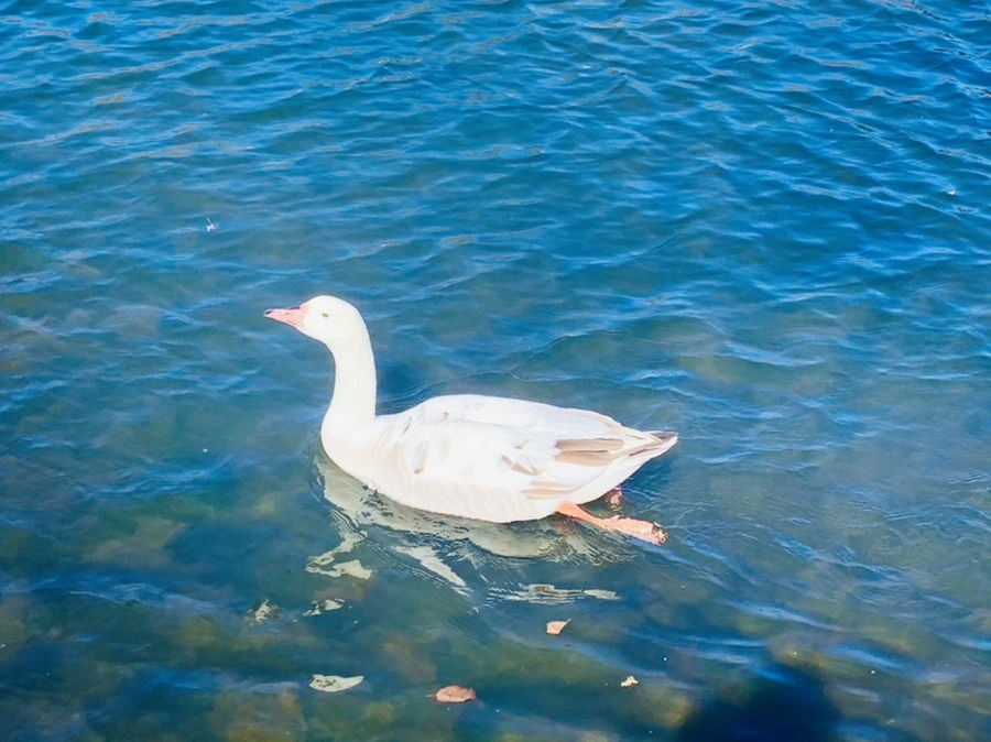 IMG_6787.jpg?type=w966