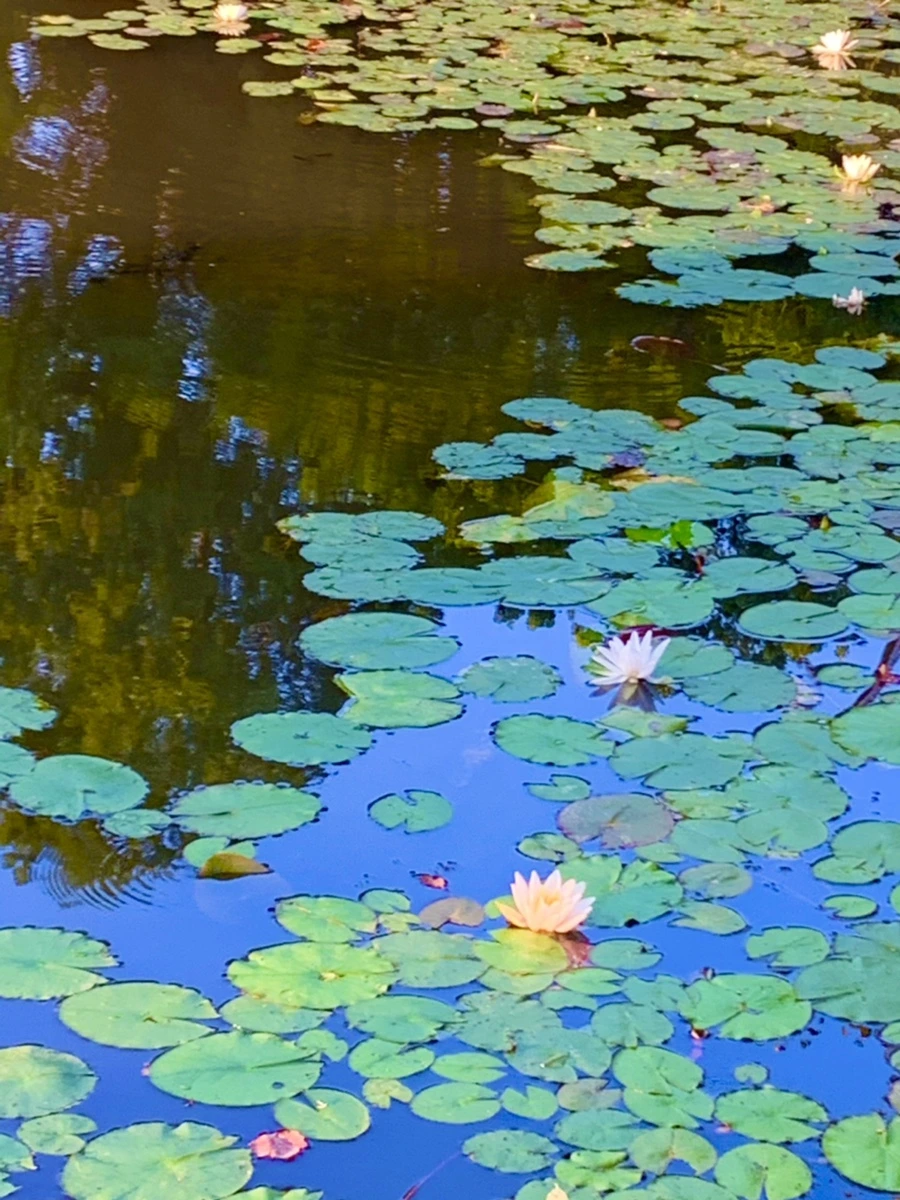 IMG_1060.jpg?type=w966