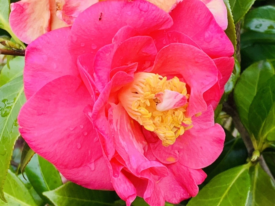 IMG_6240.jpg?type=w966