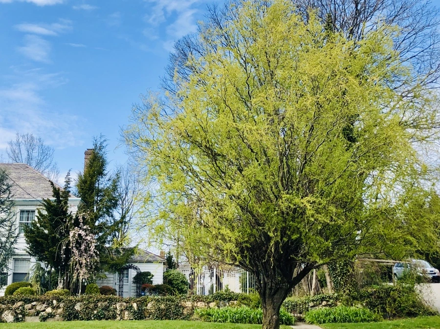 IMG_7078.jpg?type=w966