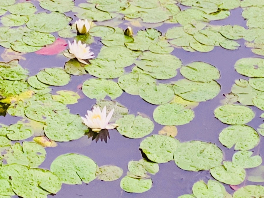 IMG_8333.jpg?type=w966