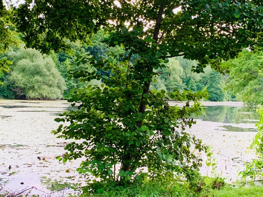 IMG_3010.jpg?type=w966