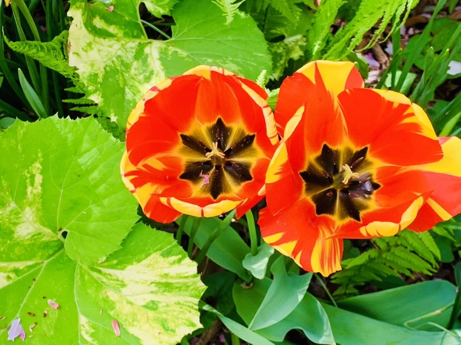 IMG_6876.jpg?type=w966