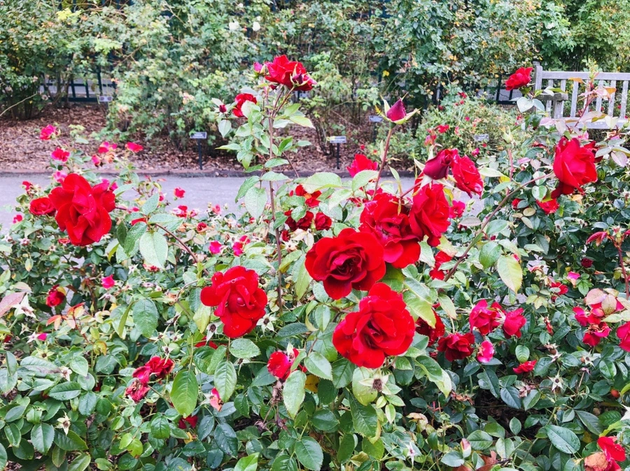 IMG_2241.jpg?type=w966