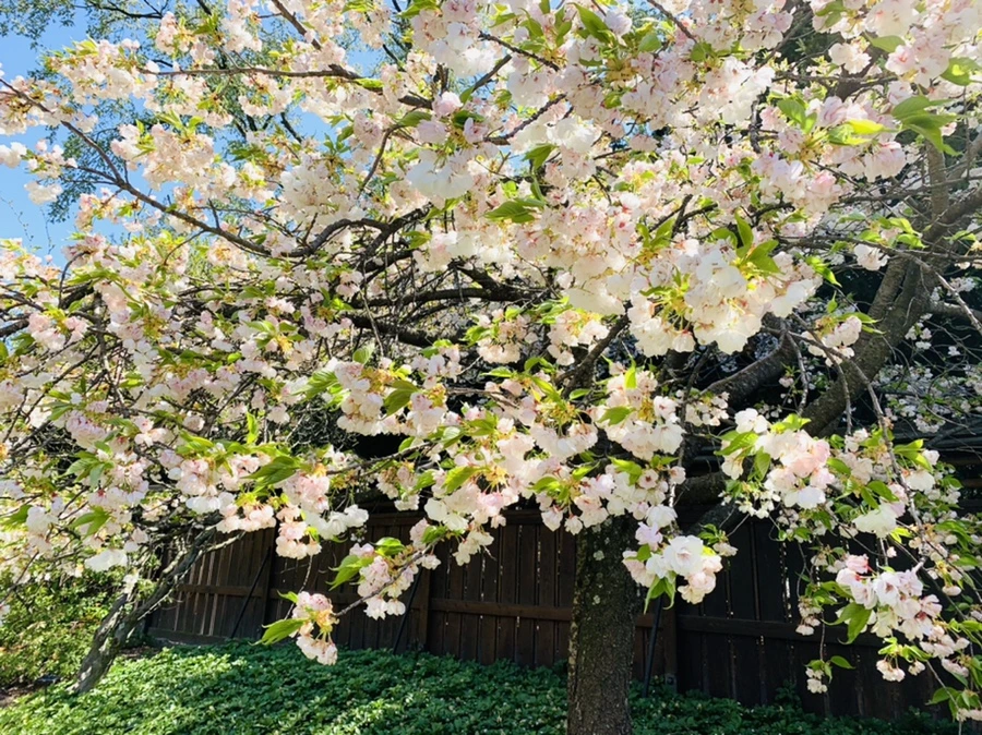 IMG_4718.jpg?type=w966