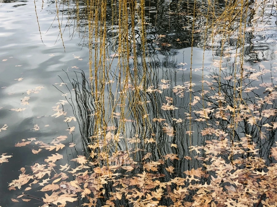 IMG_3951.jpg?type=w966