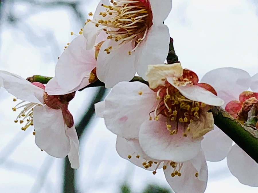 IMG_3603.jpg?type=w966