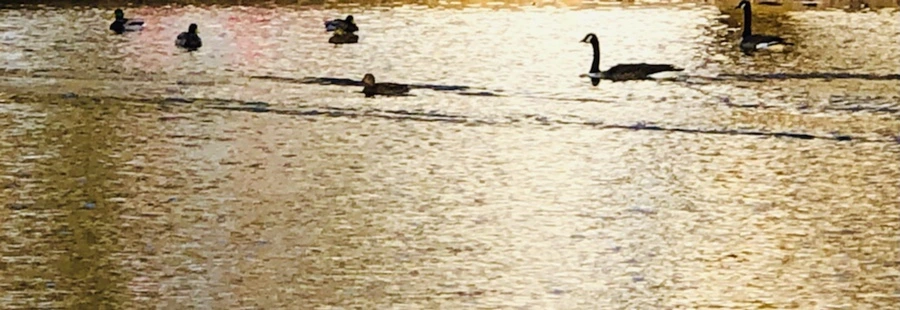 IMG_4423.jpg?type=w966