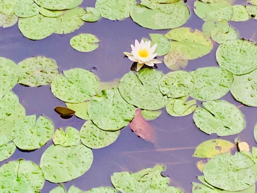 IMG_8332.jpg?type=w966