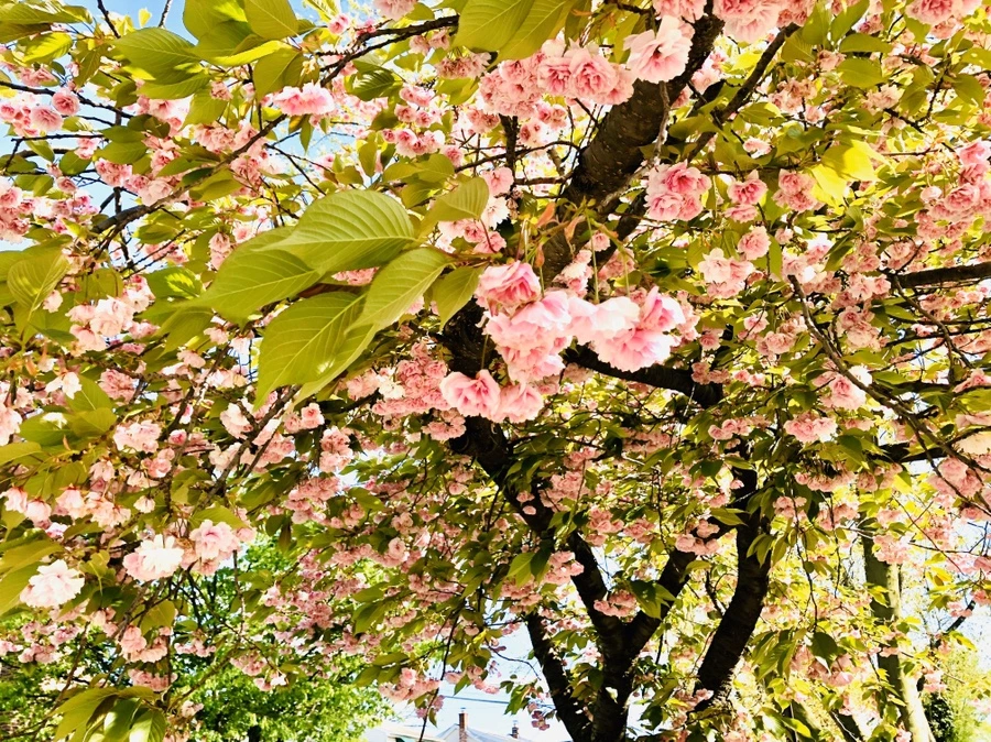 IMG_7258.jpg?type=w966