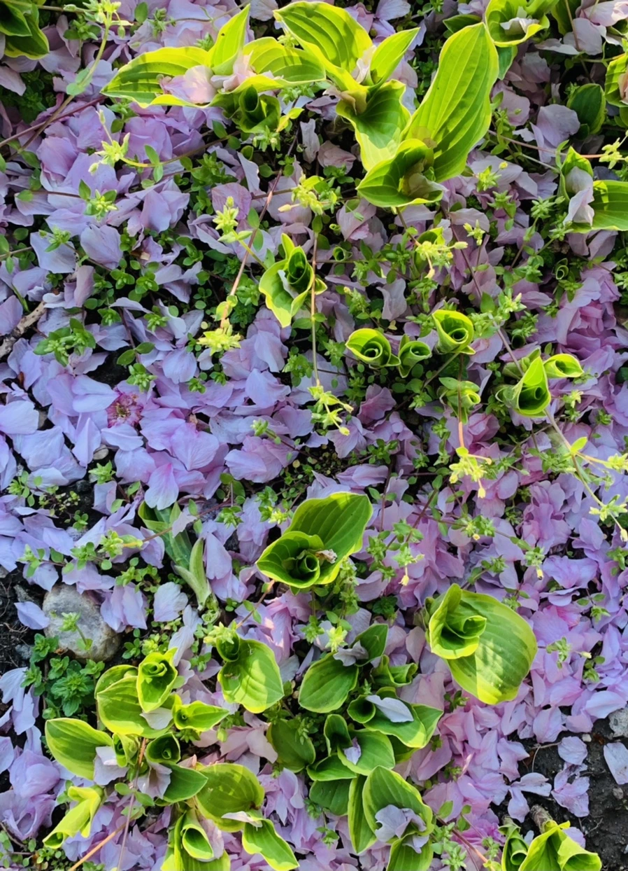 IMG_5511.jpg?type=w966